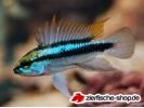 Apistogramma_trifasciata.jpg