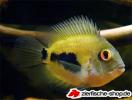 Uaru_amphiacanthoides3.jpg