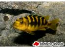 pseudotrop.crabro.jpg