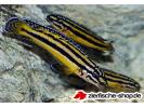 Julidochromis_regani3.jpg
