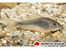 corydoras_aeneus.jpg