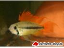 Apisto XXXX.jpg