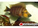Altolamprologus compressiceps gold head.jpg