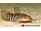 Megalechis_thoracata4.jpg