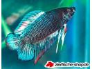 double tail female.jpg