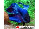 Betta_splendens_blue24.jpg