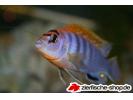 l.hongi male.jpg