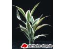 DracaenaSanderiana.jpg