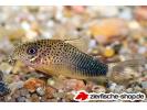 corydoras_similis.jpg