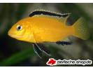 Goldener Labidochromis .jpg