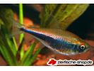 Hyphessobrycon red blue peru.jpg
