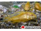 corydoras_paleatus_longfin_albin.jpg