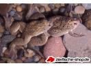 xenopus laevis.jpg