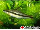 Crossocheilus_siamensis.jpg