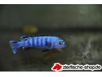 Malawi