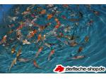 Teichfische  Schleierschwanze
