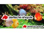 Zierfische-shop.de