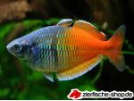 Regenbogenfische