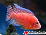 Malawi Cichliden