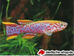 Killifische