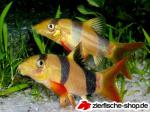 Sonstige